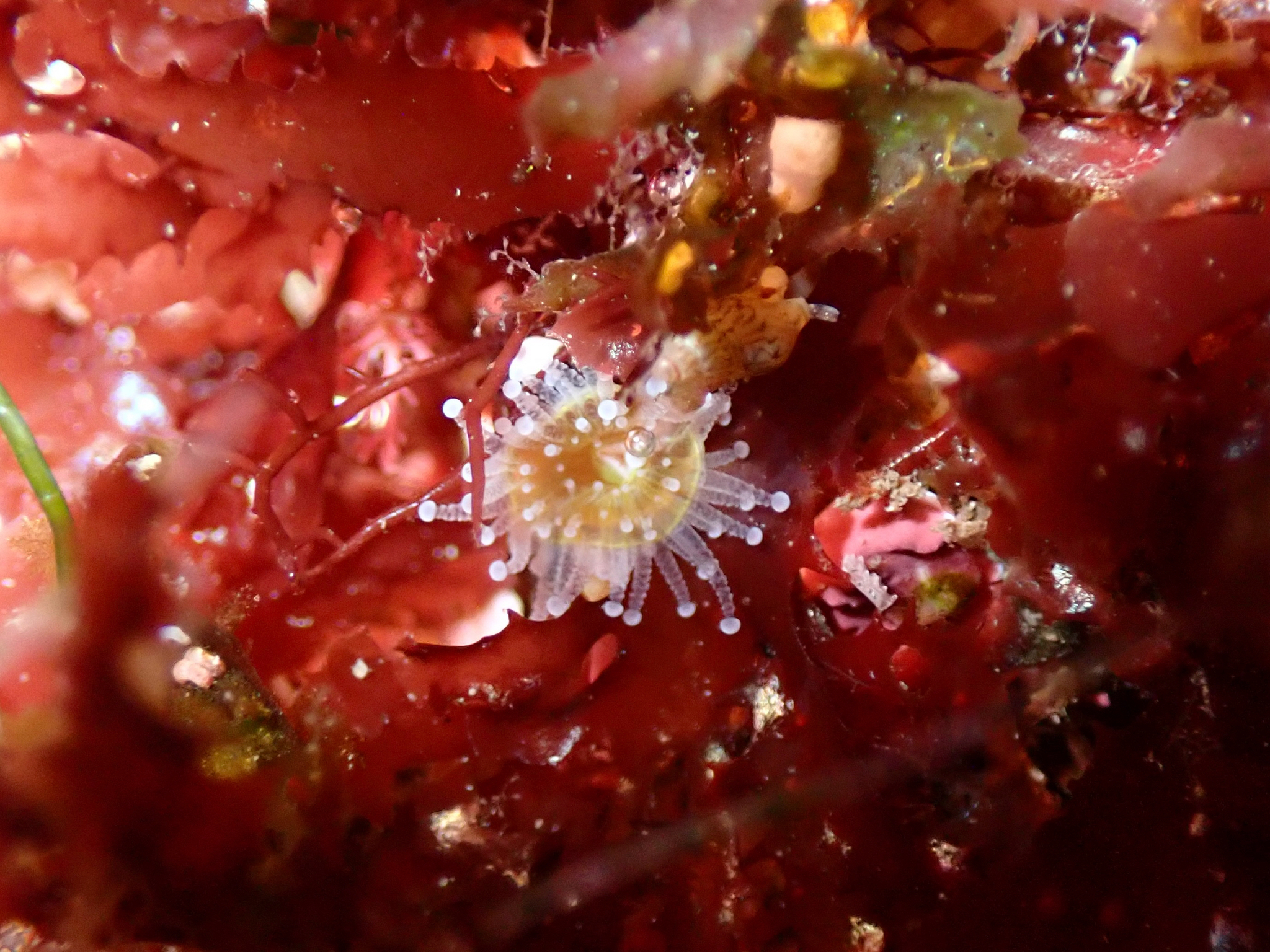 Corynactis californica Carlgren, 1936