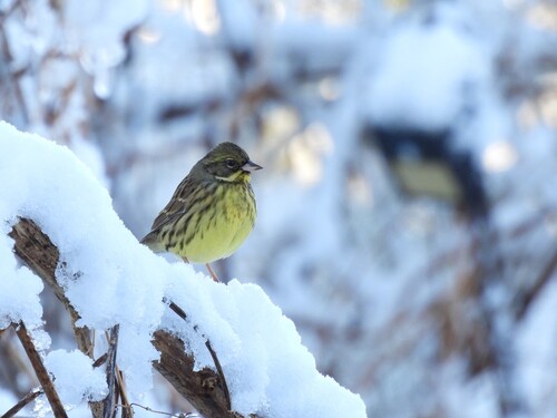 Masked Bunting (Emberiza personata), photo 1