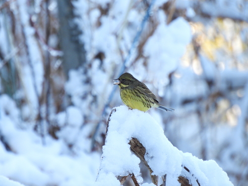 Masked Bunting (Emberiza personata), photo 2