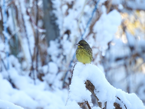 Masked Bunting (Emberiza personata), photo 10