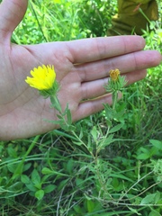 Grindelia cabrerae