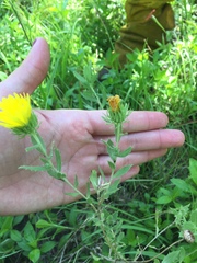 Grindelia cabrerae