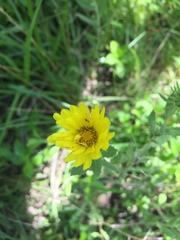 Grindelia cabrerae