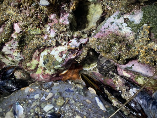Arctic Starfish