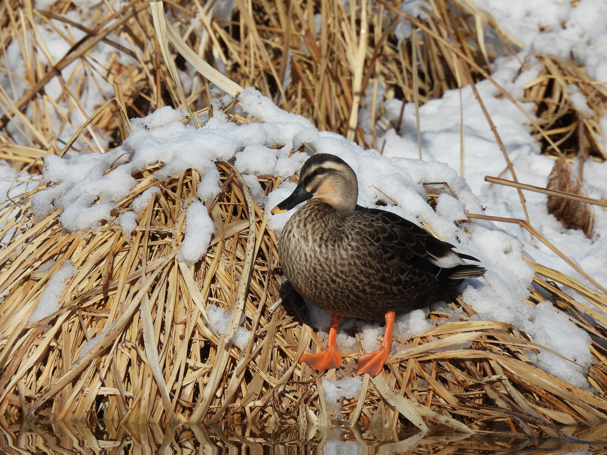 Eastern Spot-billed Duck (Anas zonorhyncha), photo 1