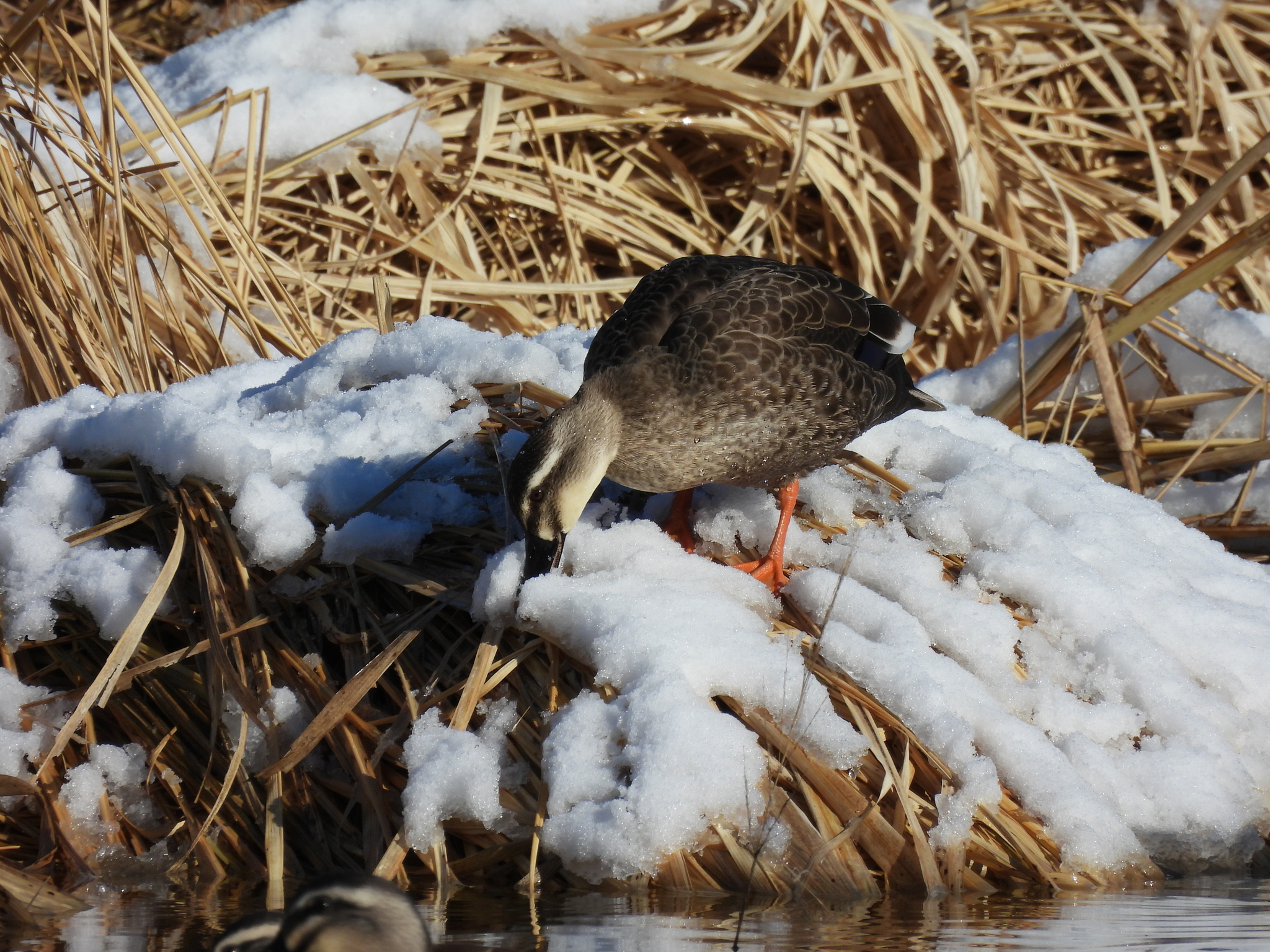 Eastern Spot-billed Duck (Anas zonorhyncha), photo 2