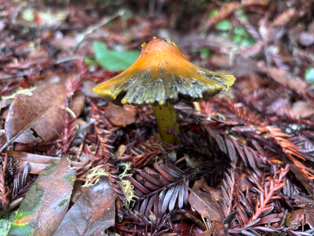 Hygrocybe singeri · January 2026 · photo: © reago (iNaturalist, cc-by)
