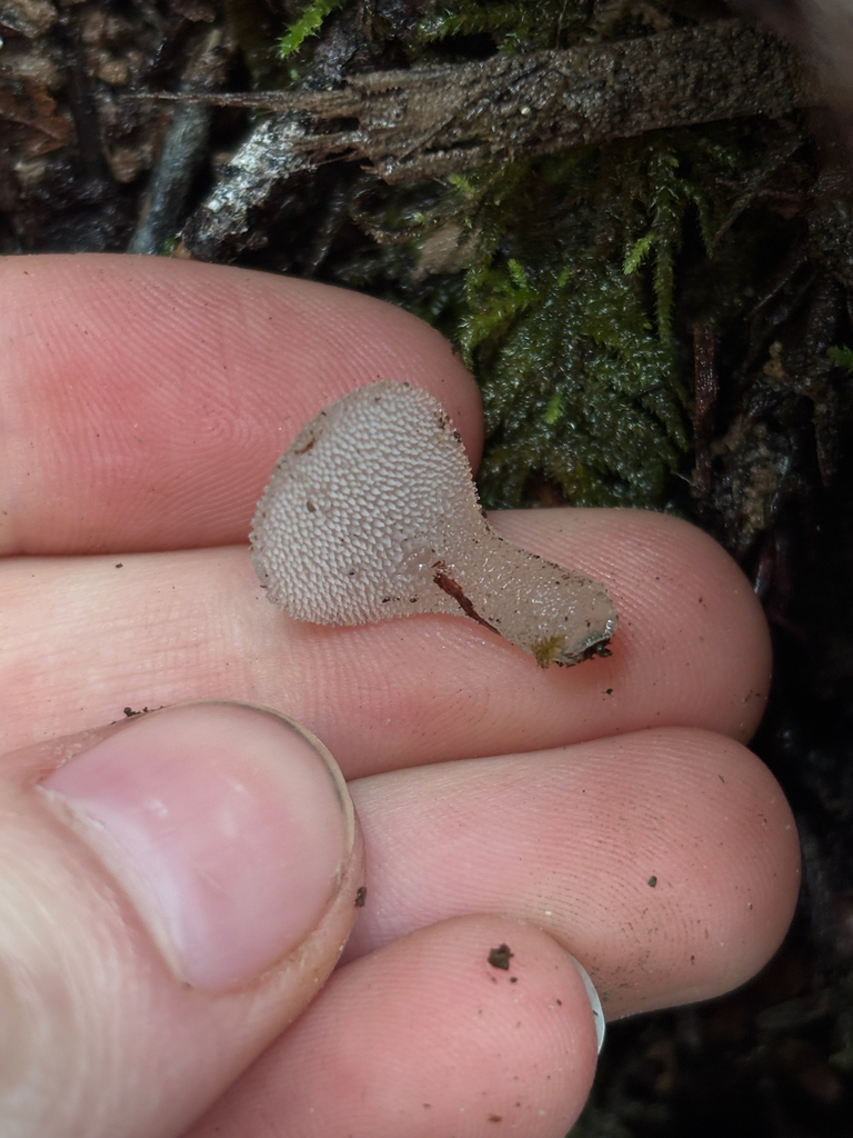 Pseudohydnum gelatinosum · January 2026 · photo: © reago (iNaturalist, cc-by)