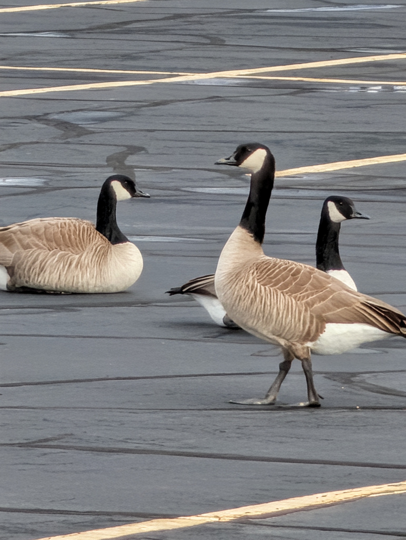 Canada Goose (Branta canadensis), photo 9