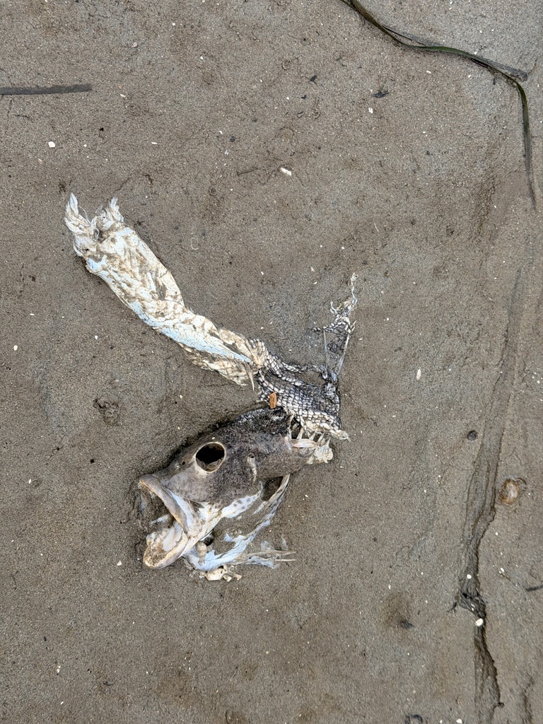 Spotted sand bass (Paralabrax maculatofasciatus) — Serranidae