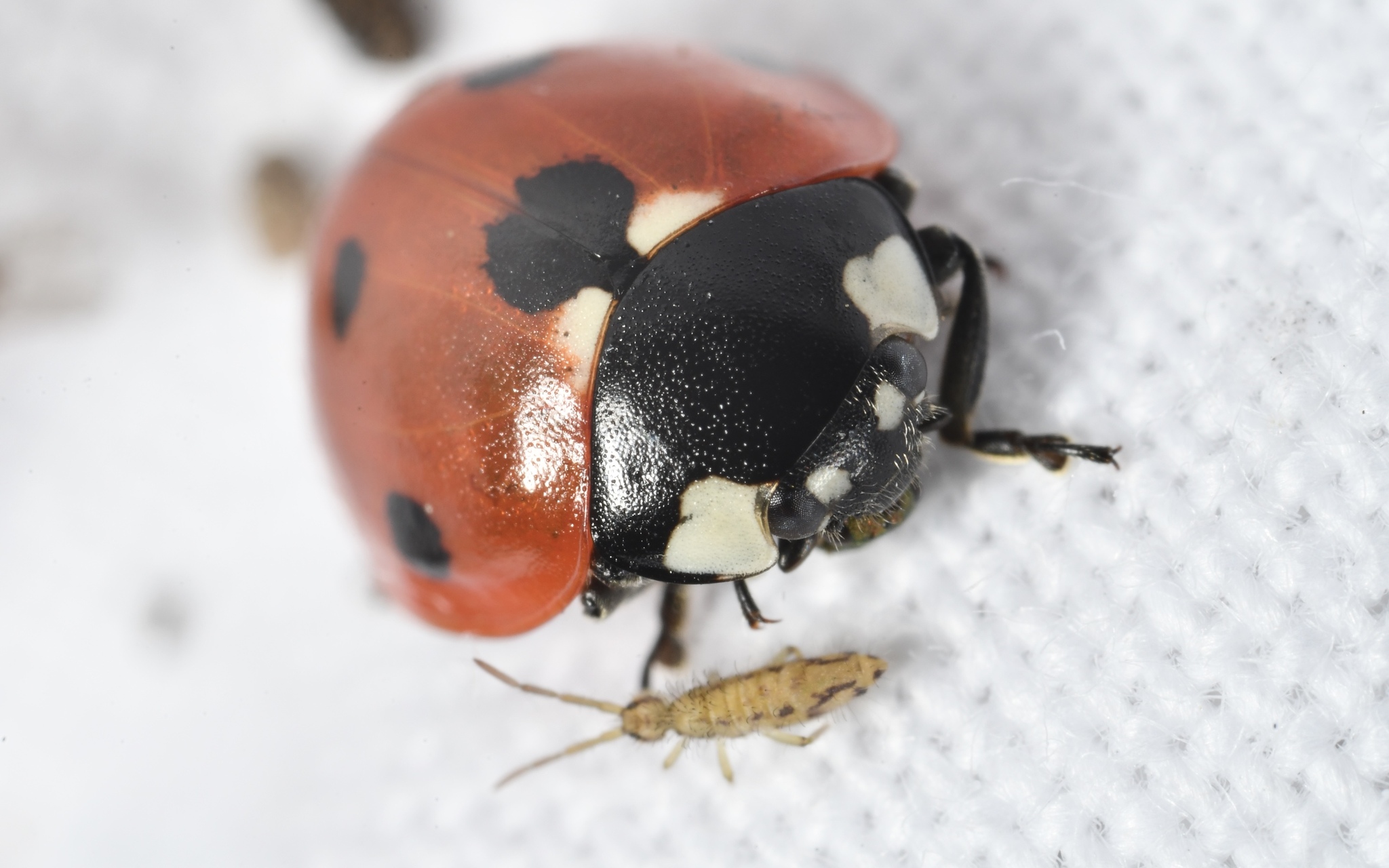 Entomobrya intermedia G.Brook, 1884