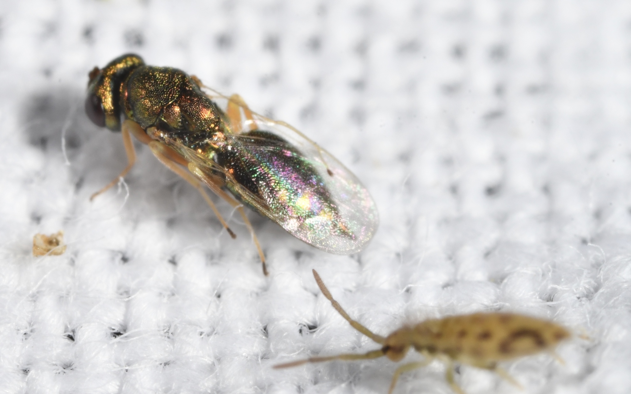 Entomobrya intermedia G.Brook, 1884