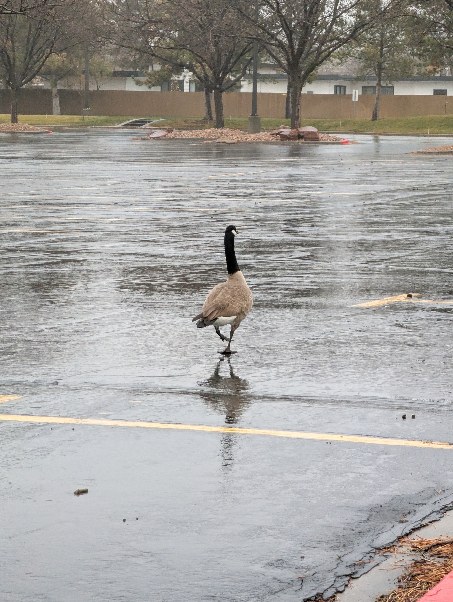 Canada Goose (Branta canadensis), photo 10