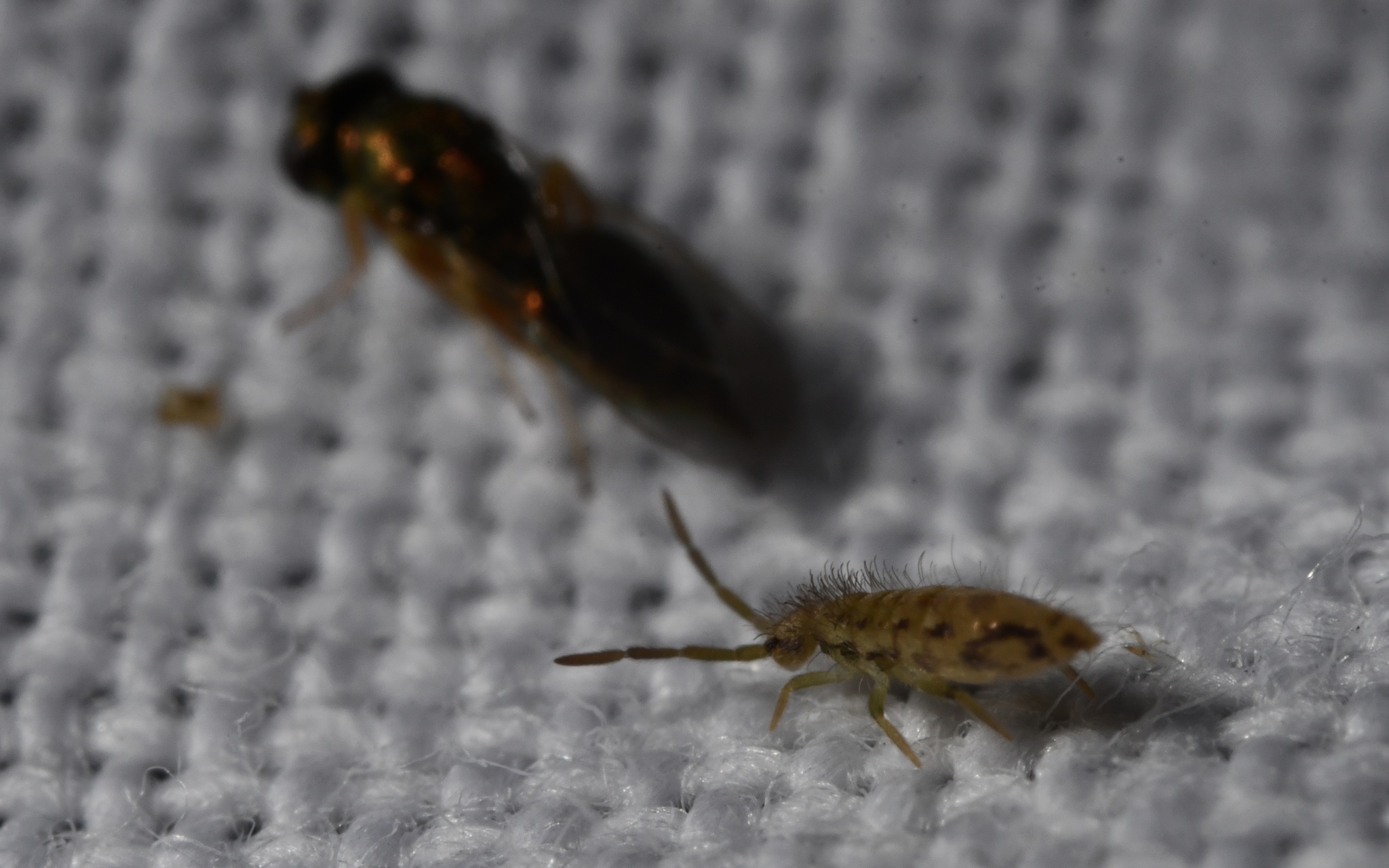 Entomobrya intermedia G.Brook, 1884