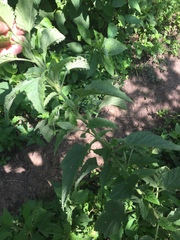 Malvastrum interruptum