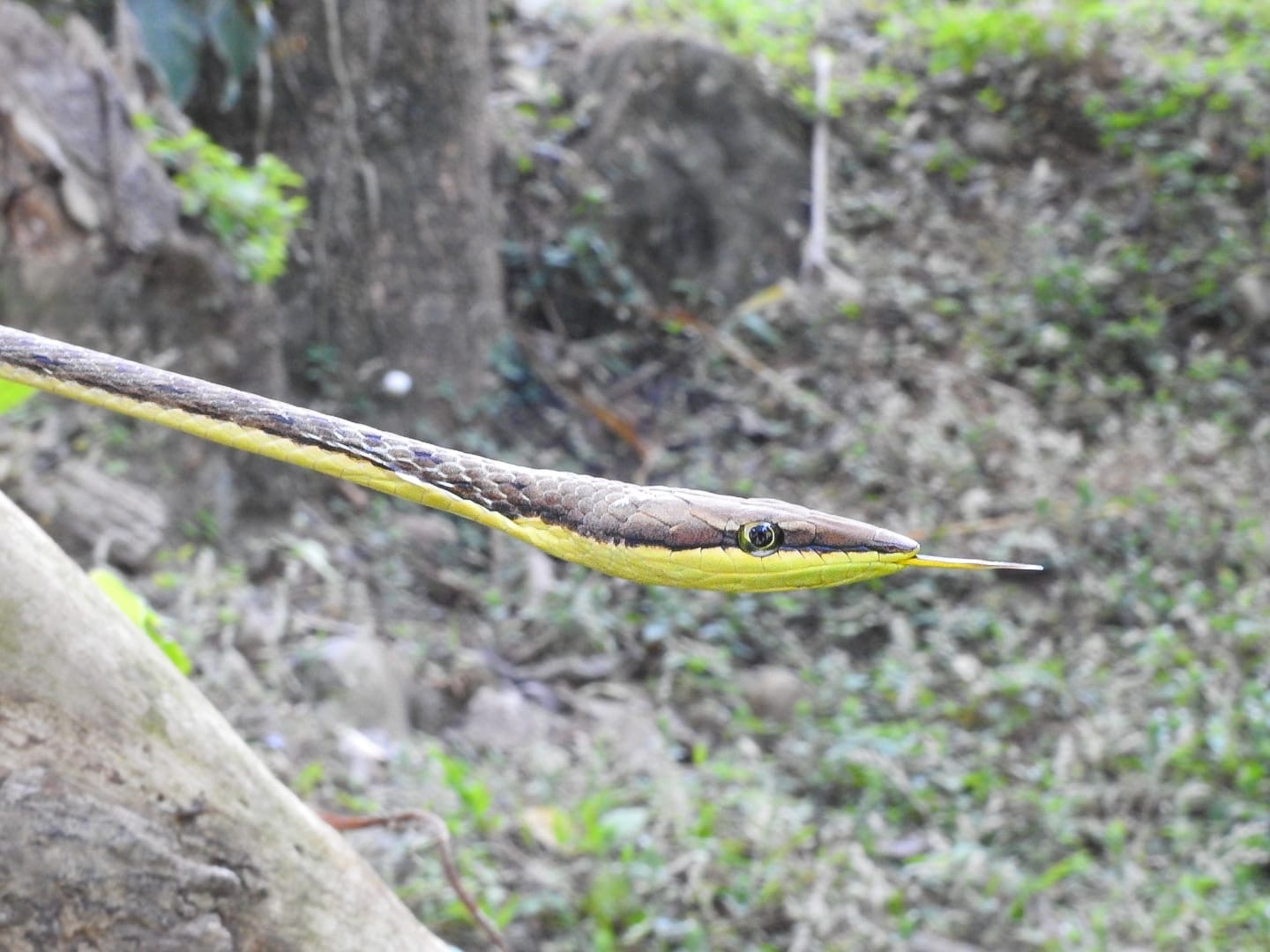 Guatemalan Vine Snake photo 5