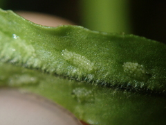 Notogrammitis angustifolia