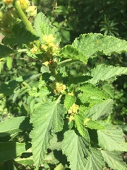 Malvastrum interruptum