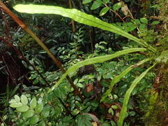 Notogrammitis angustifolia