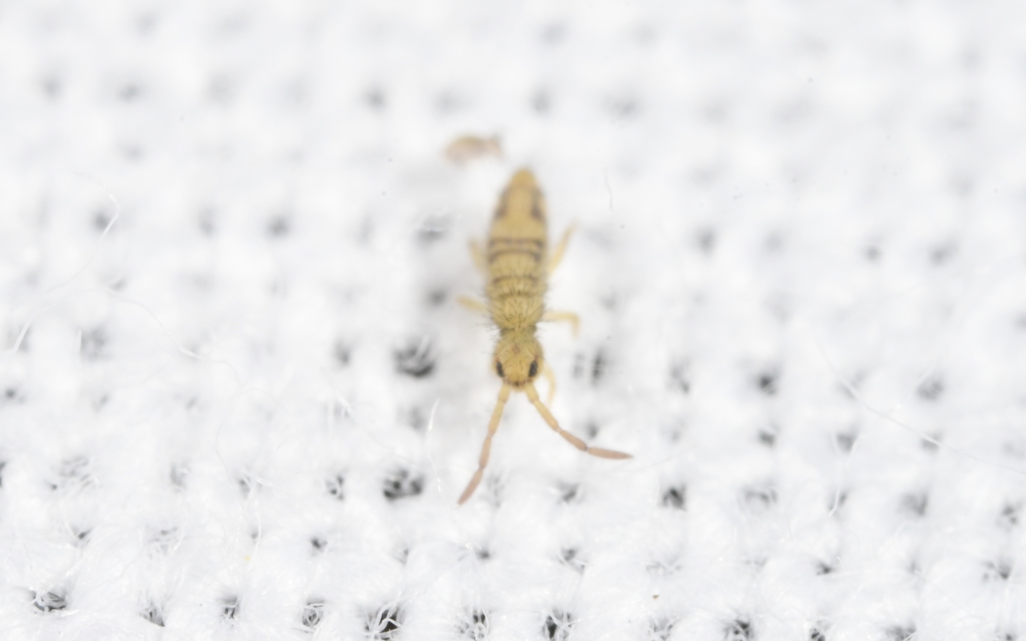 Entomobrya nivalis (C.Linnæus, 1758)