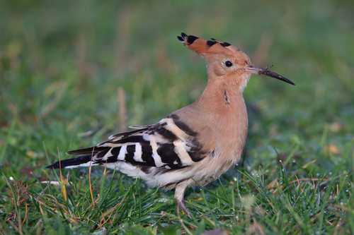 Common Hoopoe, photo 8 of 10