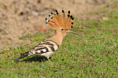 Common Hoopoe, photo 9 of 10