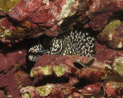 Enchelycore pardalis