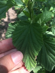 Malvastrum interruptum