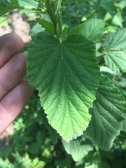 Malvastrum interruptum