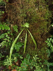 Notogrammitis angustifolia