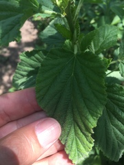 Malvastrum interruptum