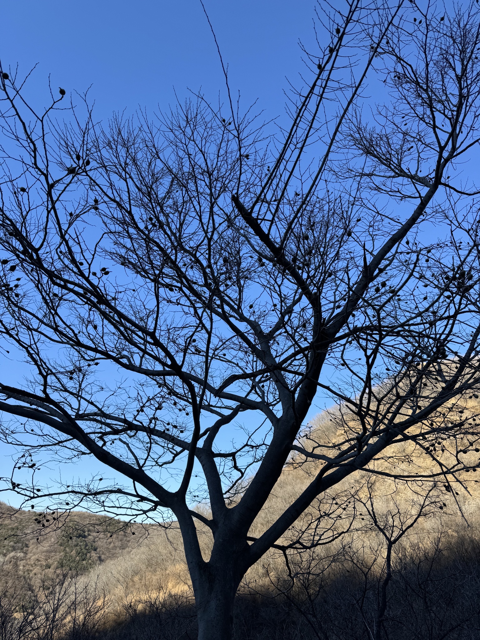 Imagem de Celtis bungeana