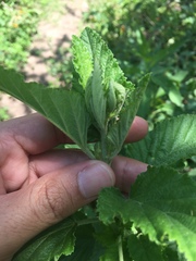 Malvastrum interruptum