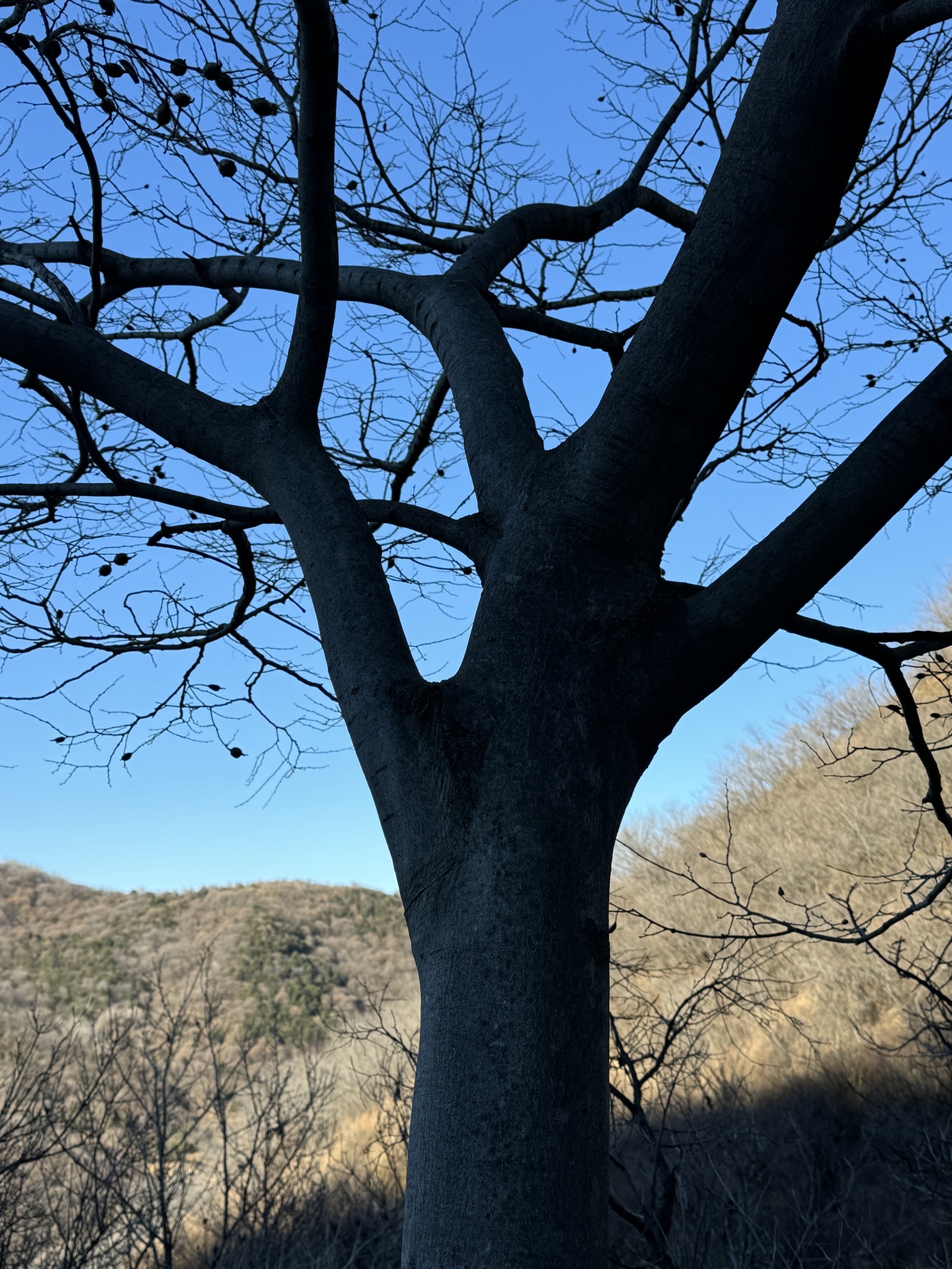 Imagem de Celtis bungeana