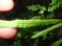 Notogrammitis angustifolia