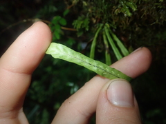 Notogrammitis angustifolia