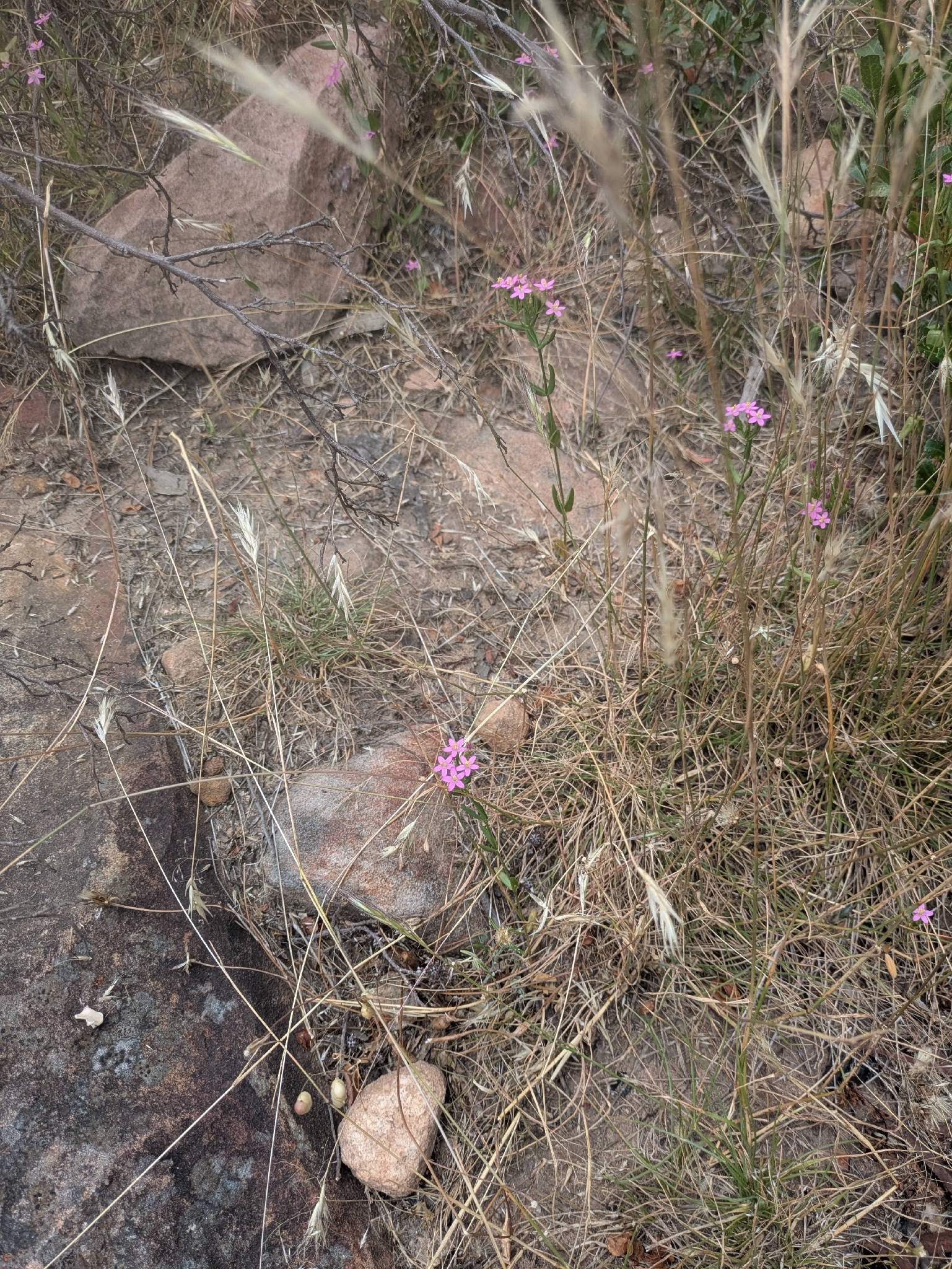 Slender centaury
