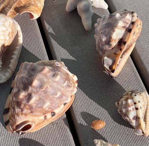Cassis flammea, 2026-01-02
