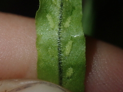 Notogrammitis angustifolia