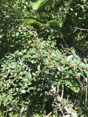 Condalia montana