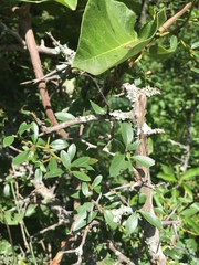 Condalia montana