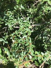 Condalia montana