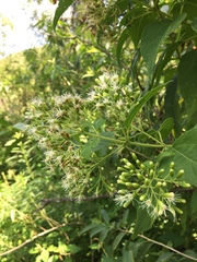 Lorentzianthus viscidus