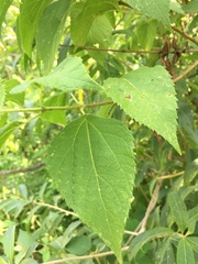 Lorentzianthus viscidus