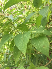 Lorentzianthus viscidus