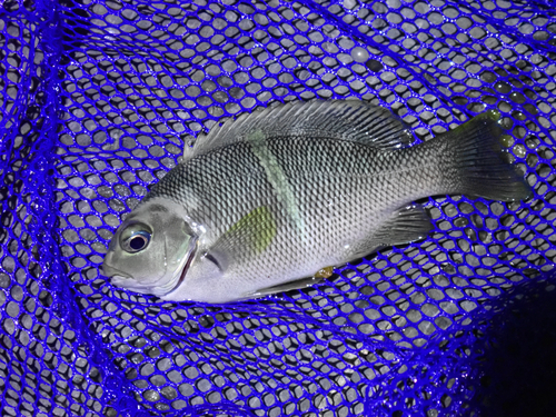 Mezina-zeekarper (Girella mezina) — Kyphosidae — 3