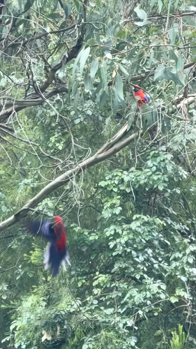 Crimson Rosella (Platycercus elegans), photo 2