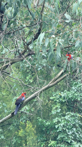 Crimson Rosella (Platycercus elegans)