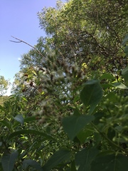 Lorentzianthus viscidus