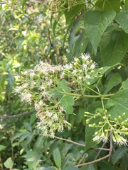 Lorentzianthus viscidus
